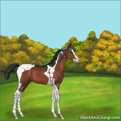 Horse Color:Brown Splash Tobiano