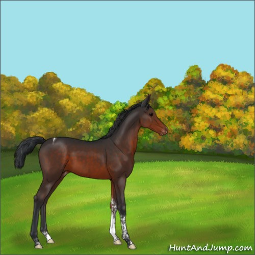 Horse Color:Brown Tobiano Appaloosa 