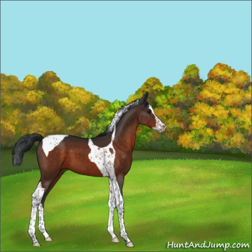 Horse Color:Brown Splash Tobiano 