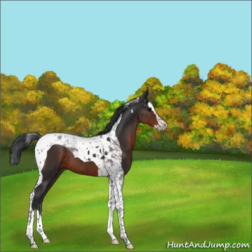 Horse Color:Brown Splash Tobiano 