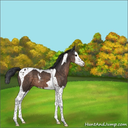 Horse Color:Brown Splash Tobiano 