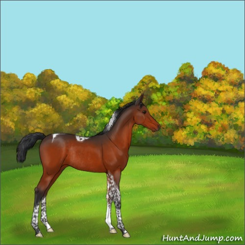 Horse Color:Brown Tobiano Rabicano 