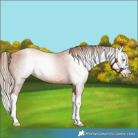 Horse Color:Gray Gold Champagne Splash
