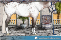Horse Color:Gray Silver Bay Near Leopard 