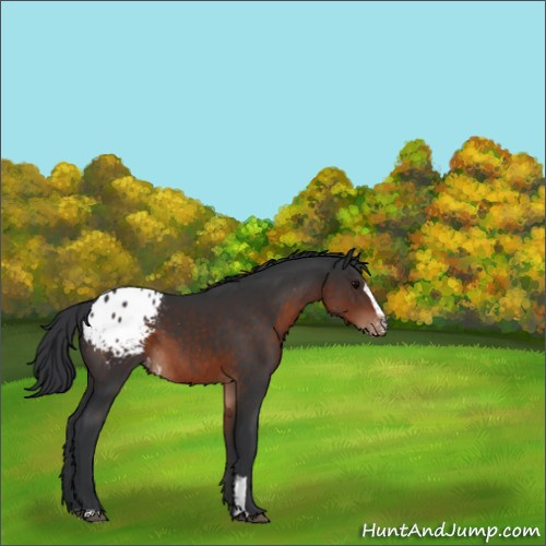 Horse Color:Brown Sabino Appaloosa 