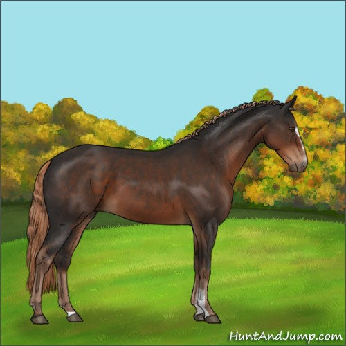Horse Color:Liver Chestnut Sabino 