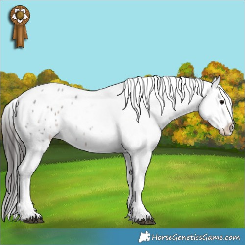 Horse Color:Brown Roan Appaloosa 