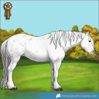 Horse Color:Brown Roan Appaloosa 