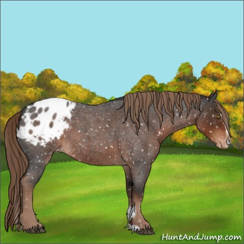 Horse Color:Liver Red Roan Sabino Appaloosa 