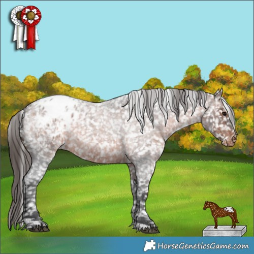 Horse Color:Brown Roan Appaloosa 