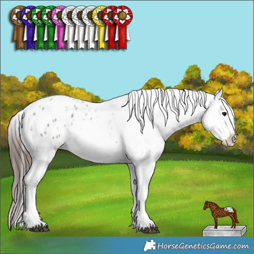 Horse Color:Brown Roan Appaloosa 