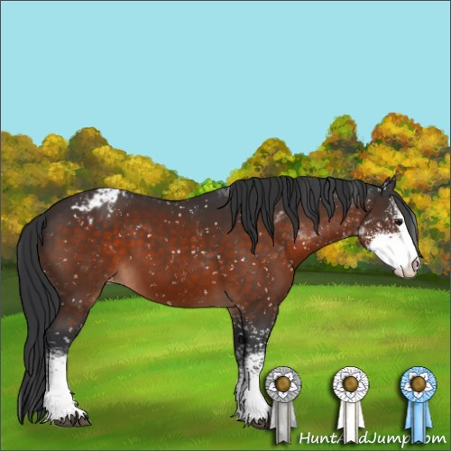 Horse Color:Brown Sabino Appaloosa 
