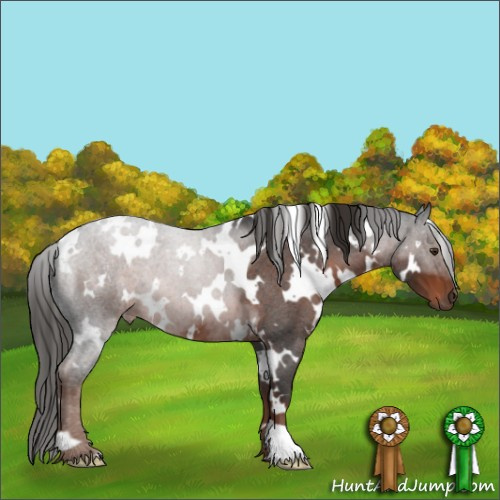 Horse Color:White Spotted Liver Red Roan 