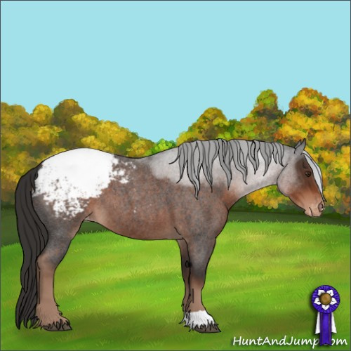 Horse Color:Liver Red Roan Appaloosa 