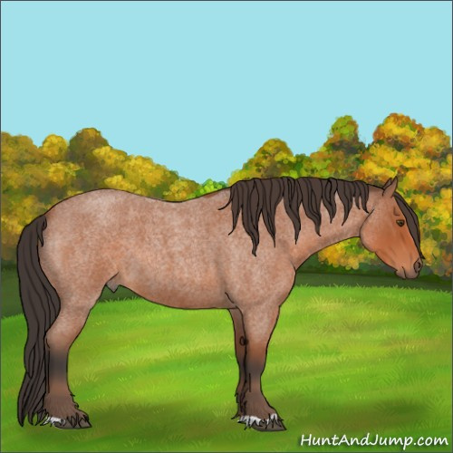Horse Color:Bay Roan 
