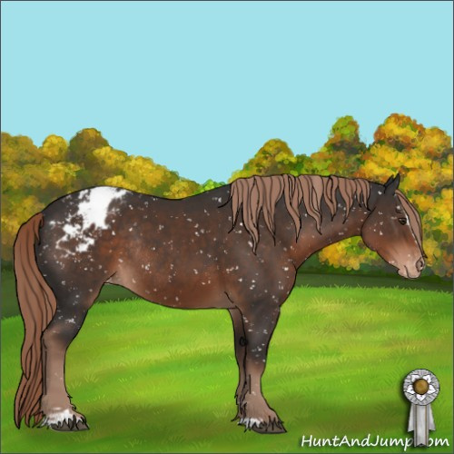 Horse Color:Liver Chestnut Sabino Appaloosa Rabicano 
