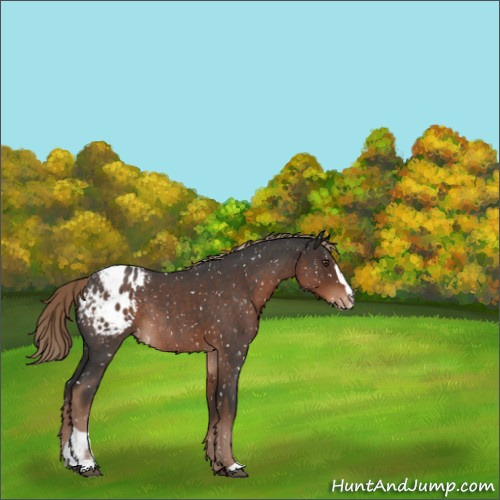 Horse Color:Liver Red Roan Sabino Appaloosa Rabicano 