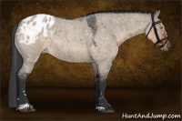 Horse Color:Brown Roan Dun Sabino Appaloosa