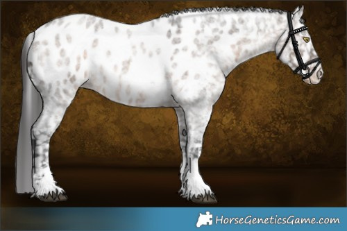 Horse Color:Brown Roan Dun Sabino Appaloosa