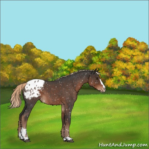 Horse Color:Liver Red Roan Sabino Appaloosa 