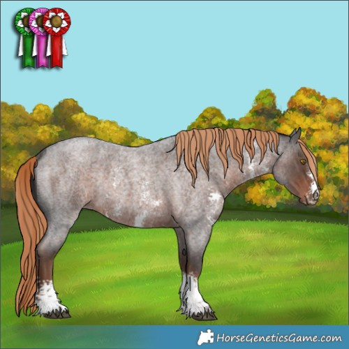Horse Color:Liver Red Roan Sabino Rabicano 