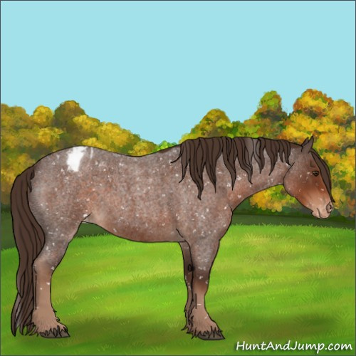 Horse Color:Liver Red Roan Appaloosa 