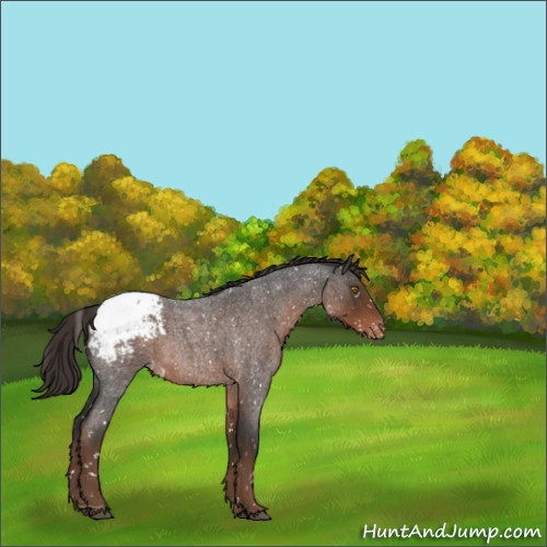 Horse Color:Liver Red Roan Appaloosa Rabicano 