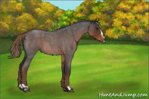 Horse Color:Liver Red Roan Sabino 