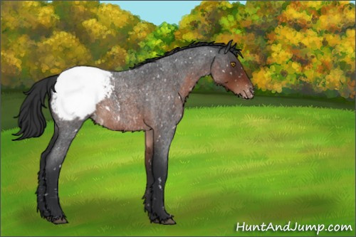 Horse Color:Brown Roan Sabino Appaloosa 