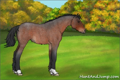 Horse Color:Brown Roan 