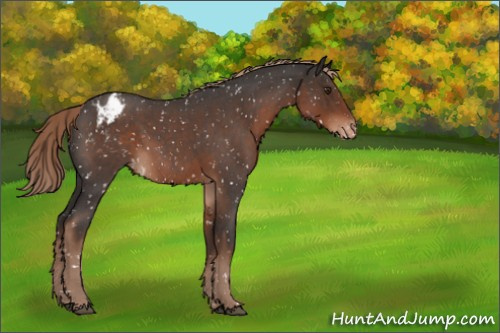 Horse Color:Liver Red Roan Sabino Appaloosa 