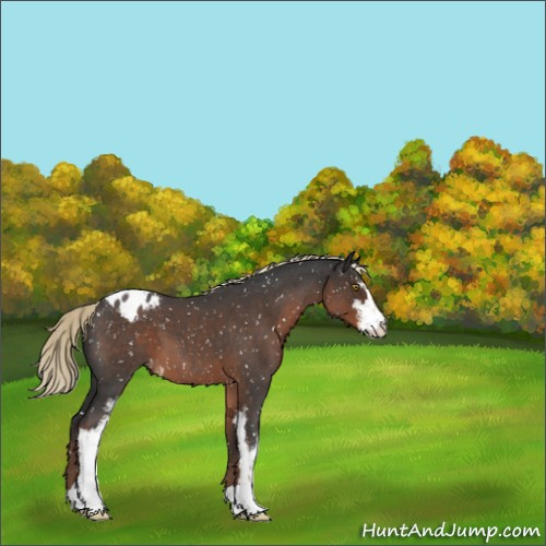 Horse Color:Liver Red Roan Sabino Appaloosa 