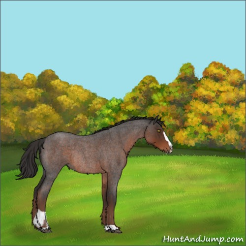 Horse Color:Liver Red Roan Sabino Rabicano 