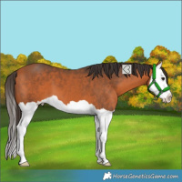 Horse Color:Bay Splash 