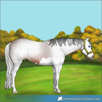 Horse Color:Gray Bay Splash 