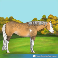 Horse Color:Silver Buckskin Sabino Splash 