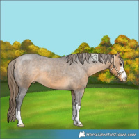 Horse Color:Buckskin Varnish 