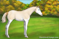 Horse Color:Smoky Black Pearl Sabino Splash Rabicano