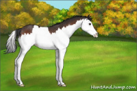 Horse Color:Brown Sabino Splash Rabicano 