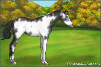 Horse Color:Black Sabino Frame Rabicano 