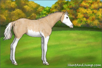 Horse Color:Palomino Roan Sabino Splash Rabicano 