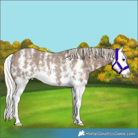 Horse Color:Silver Smoky Black Sabino Splash Rabicano