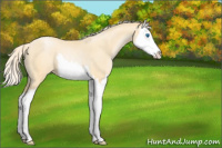 Horse Color:Palomino Pearl Sabino Splash Rabicano 
