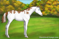 Horse Color:White Spotted Chestnut Sabino Splash Rabicano