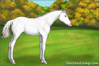 Horse Color:Gold Champagne Sabino Splash Rabicano 