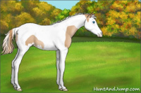 Horse Color:Chestnut Pearl Sabino Splash Tobiano Rabicano 