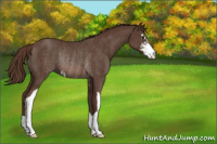 Horse Color:Liver Chestnut Sabino Rabicano 