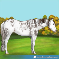Horse Color:White Spotted Liver Chestnut Sabino Splash Appaloosa Rabicano