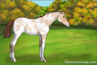 Horse Color:White Spotted Amber Champagne Roan Appaloosa Rabicano