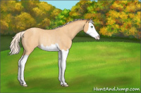 Horse Color:Silver Sable Cream Champagne Roan Sabino Splash Rabicano 